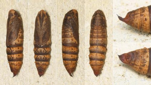 Réf. 215 275 : Deilephila porcellus